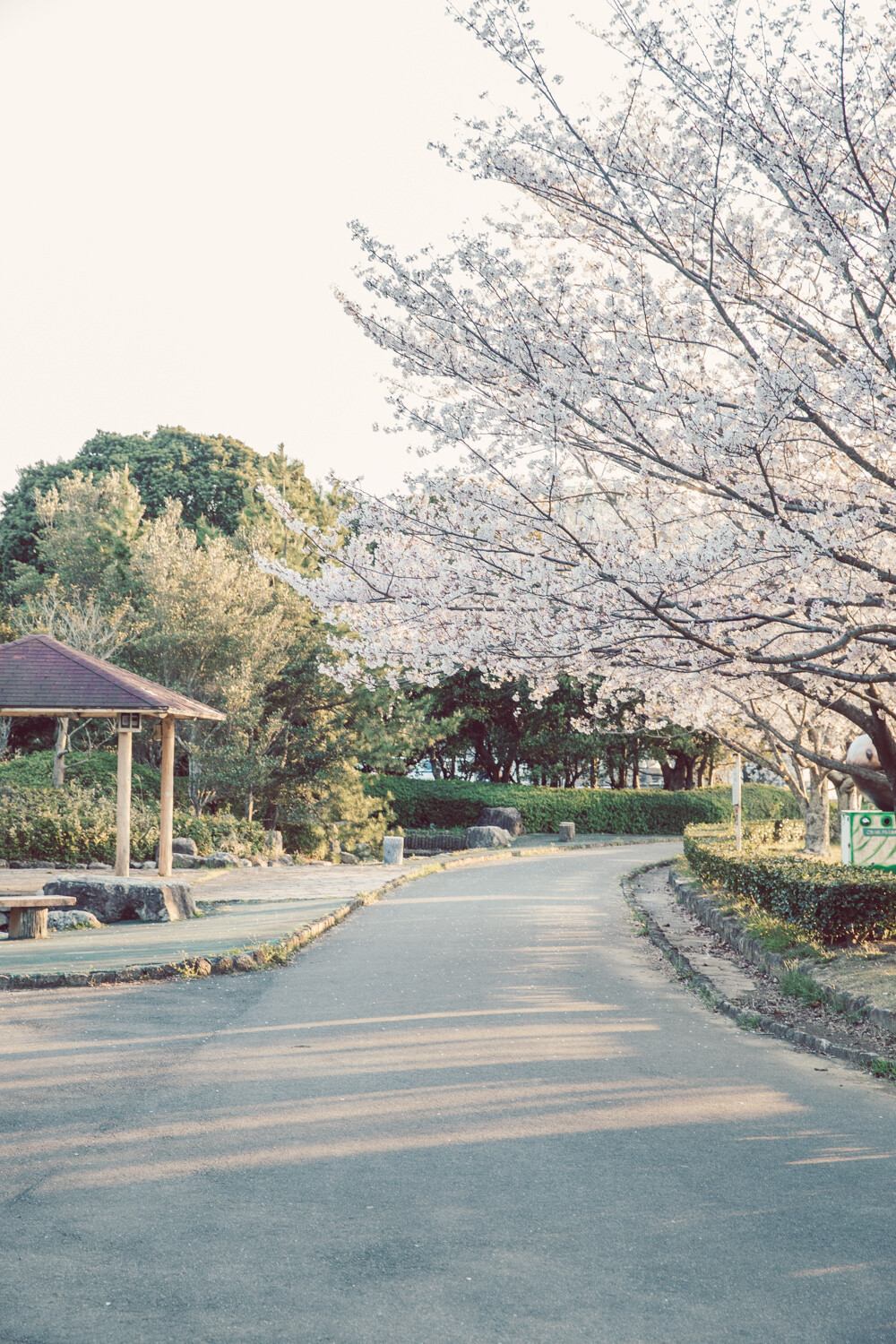 鳥羽市の市民の森は桜がいっぱい咲いていた