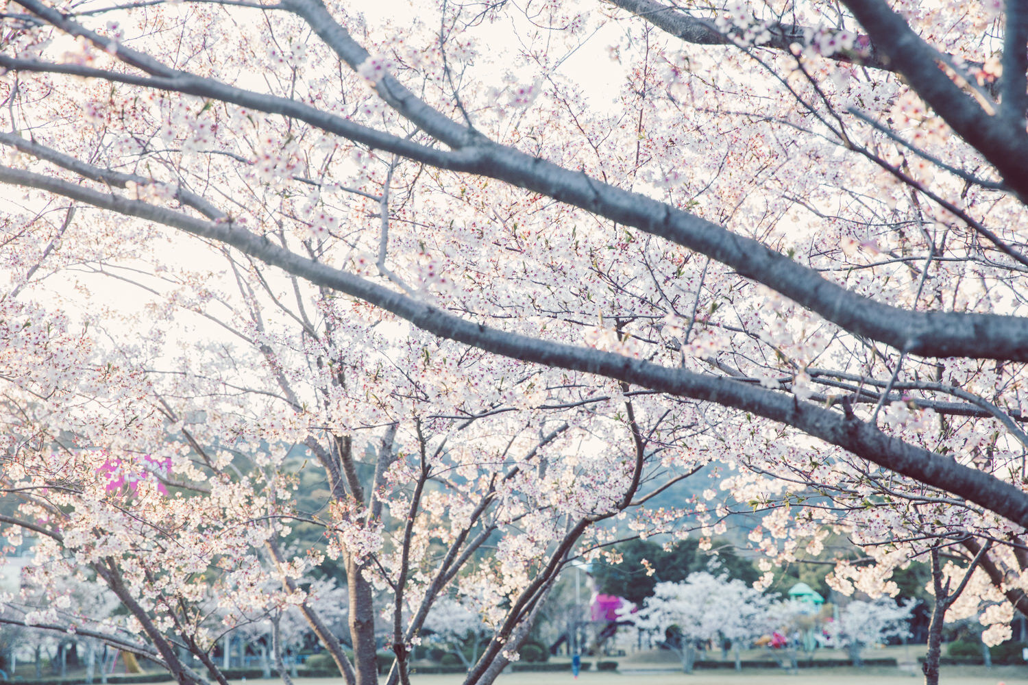 この桜の写真も好き