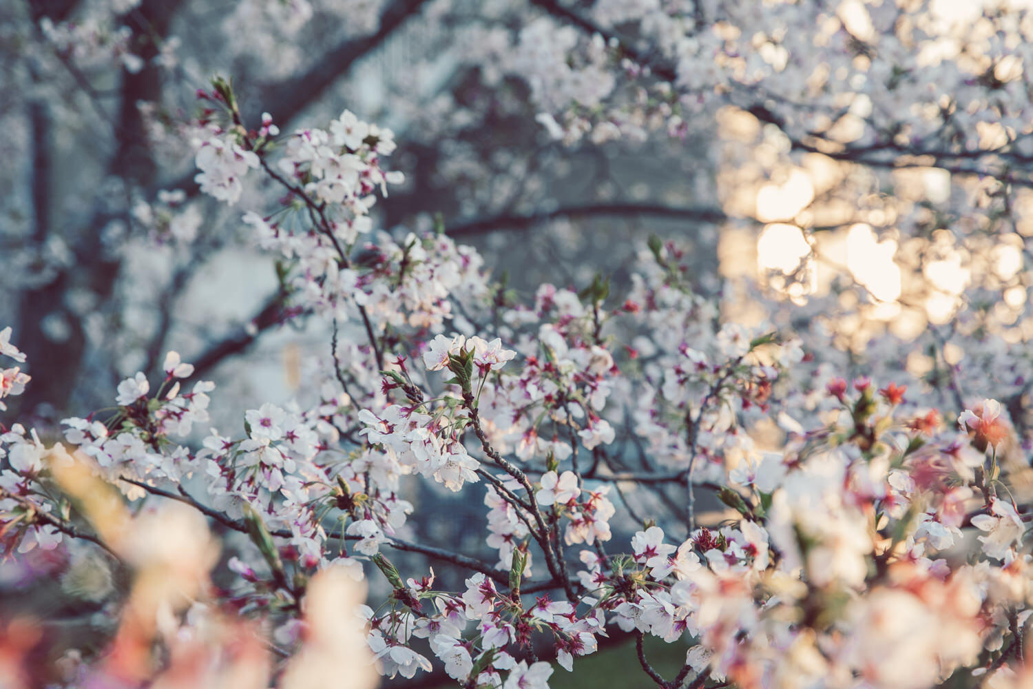 桜フォト