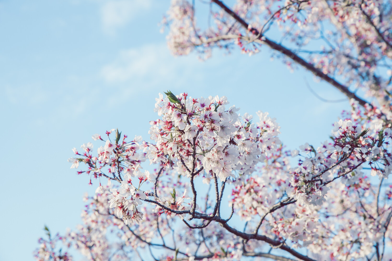 鳥羽市の桜