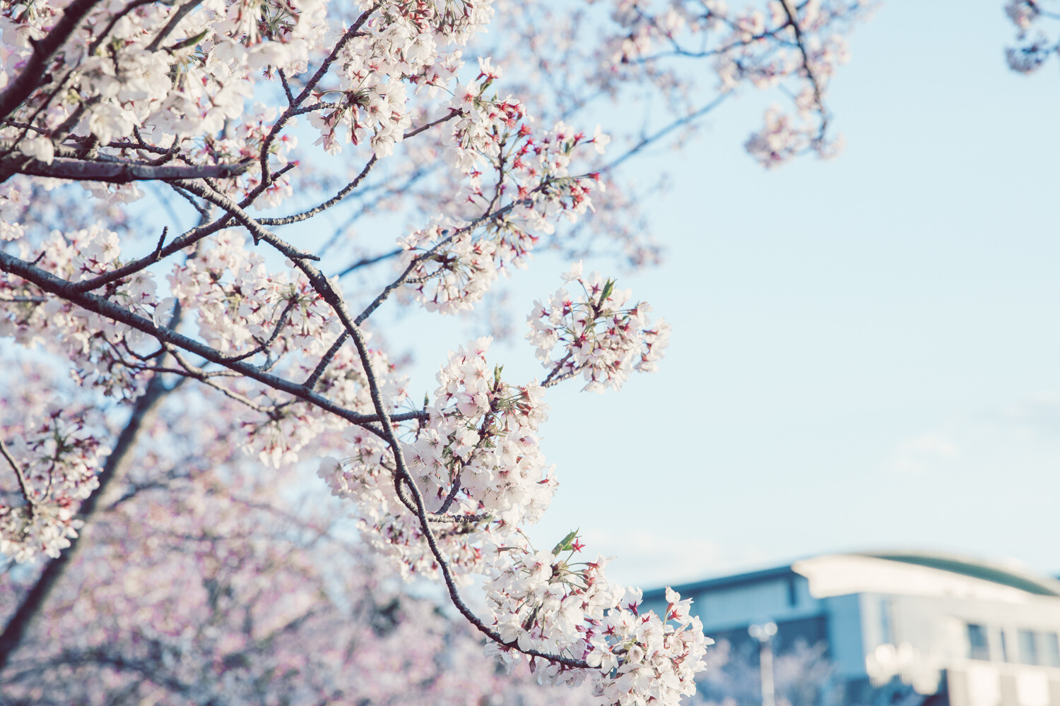 桜の写真