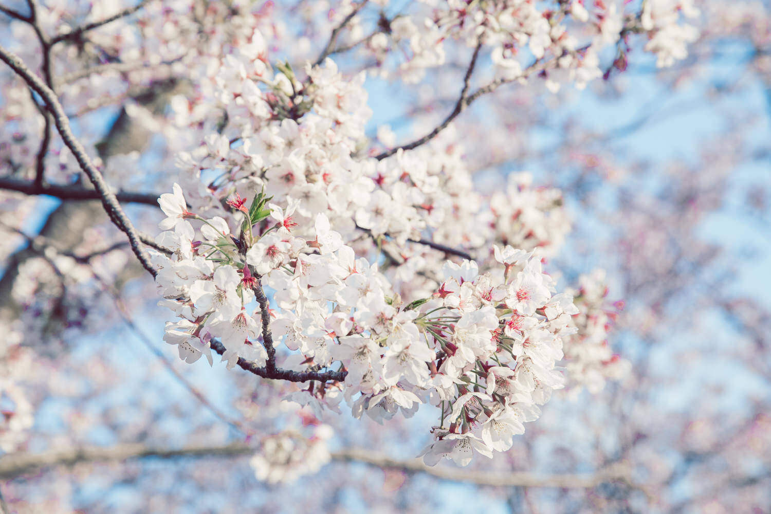 桜の写真の現像