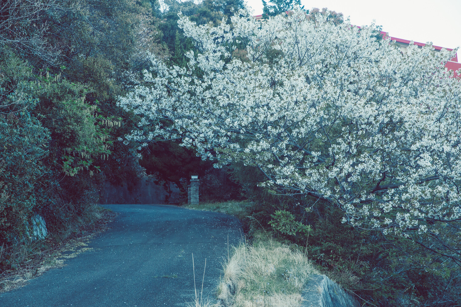 僕の秘密の場所にも実は桜が咲いていた