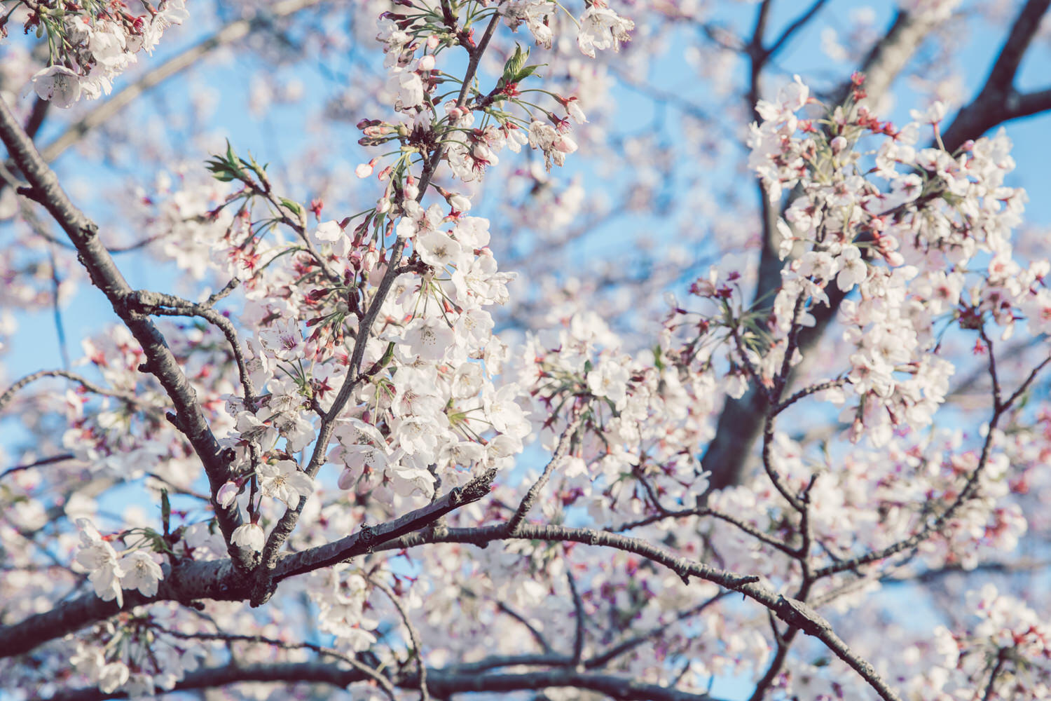 桜の写真を撮ってきました。