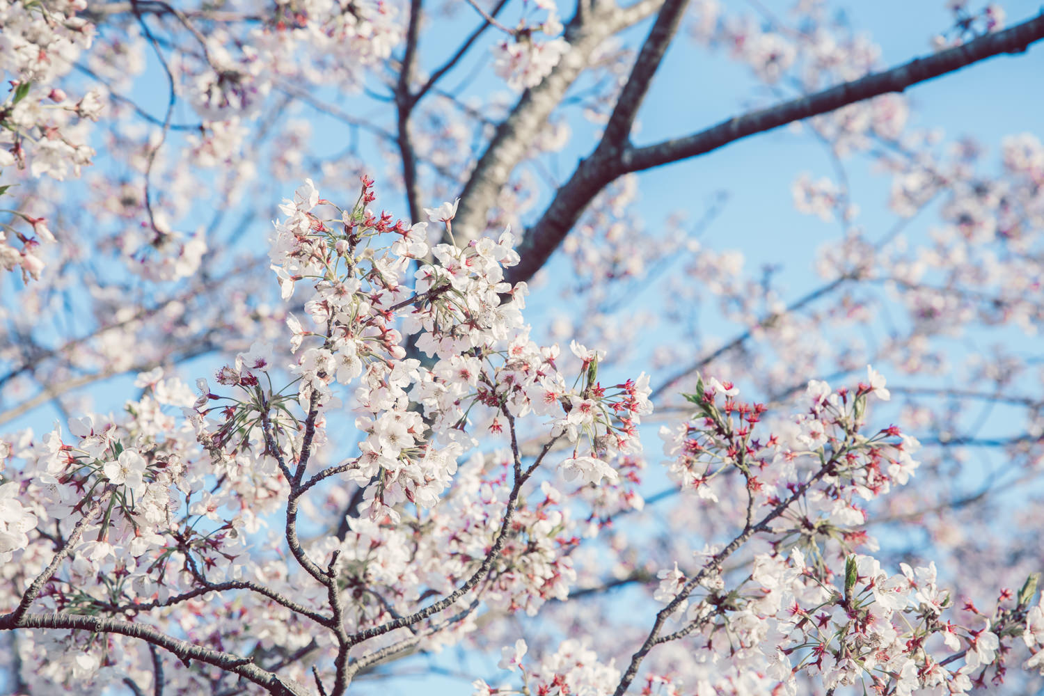 桜の写真の現像例