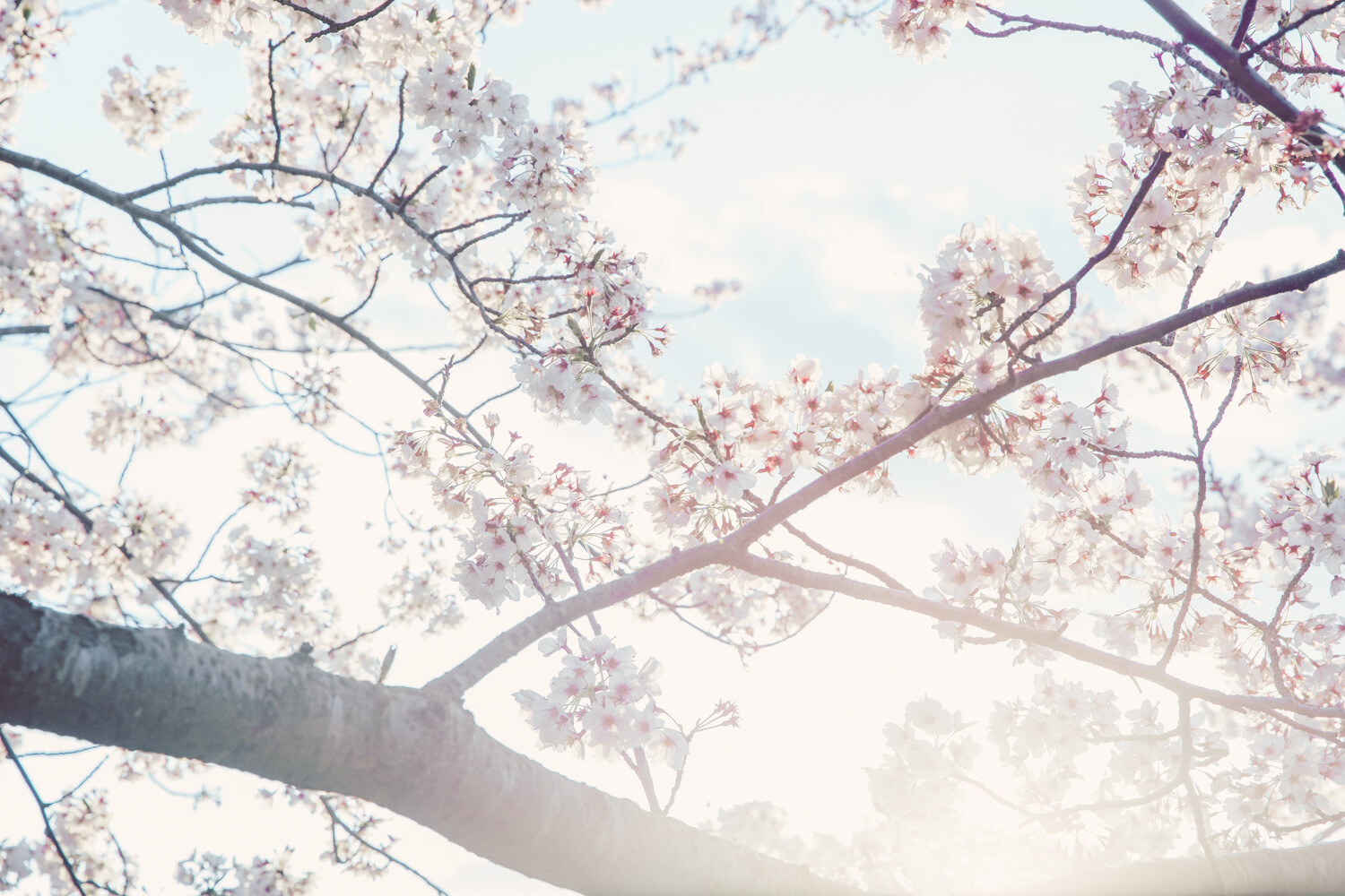 この桜の写真が一番好き