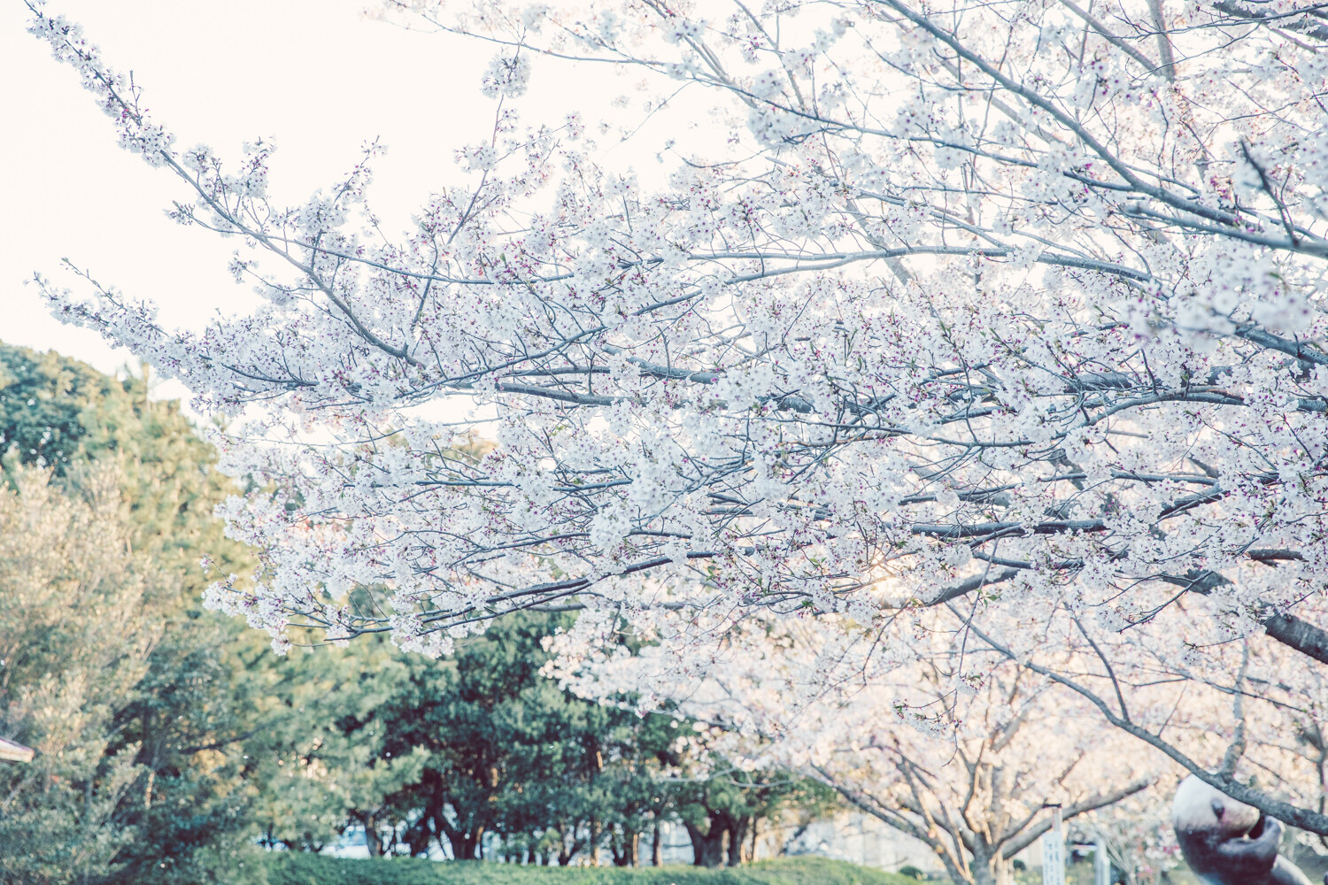 市民の森の桜