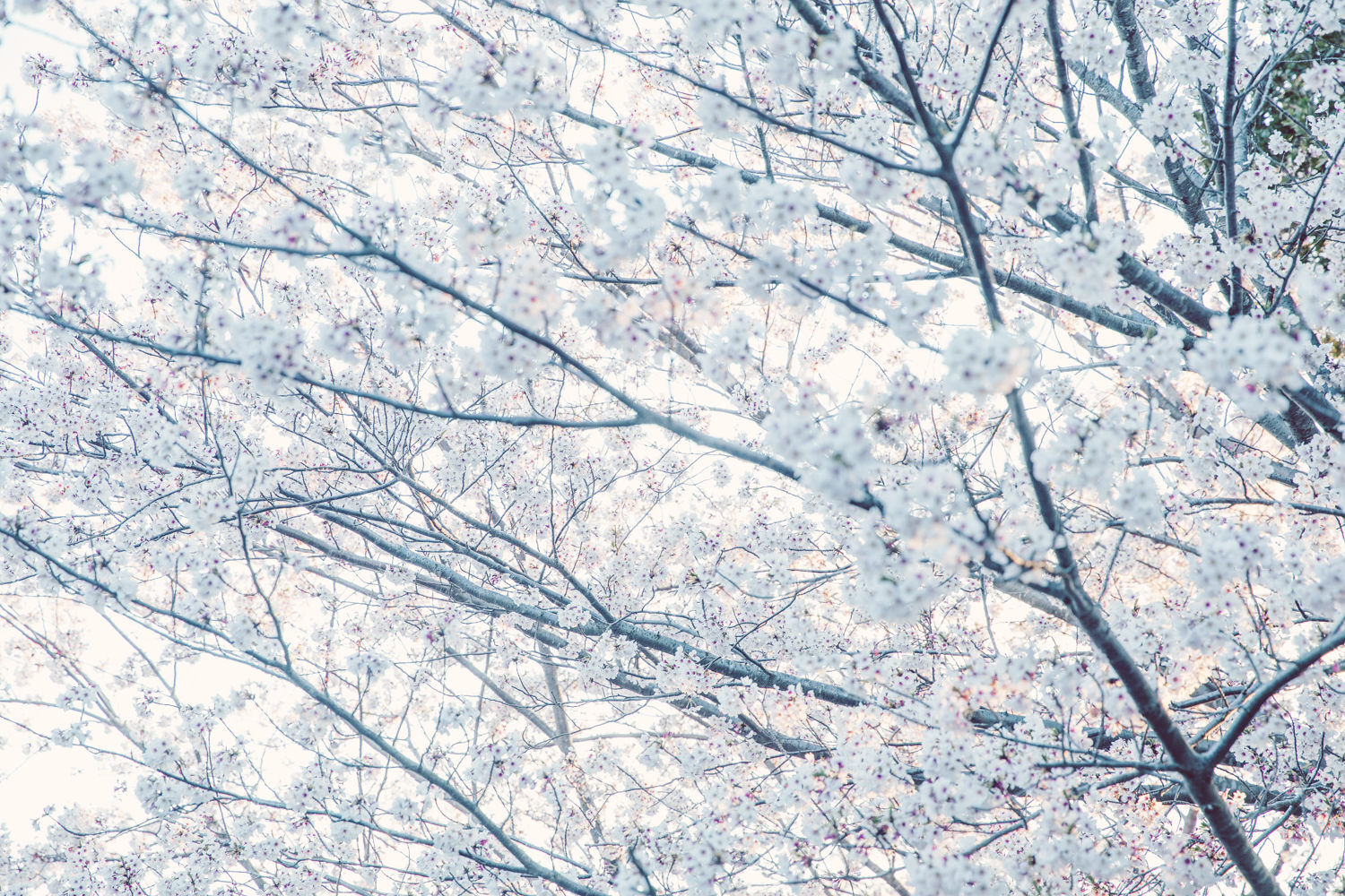 白い感じに桜を現像してみた