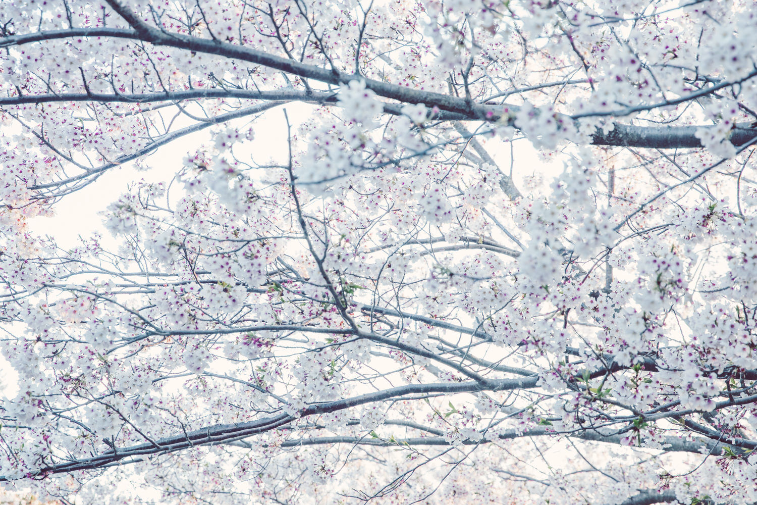 白い感じに桜を現像してみた