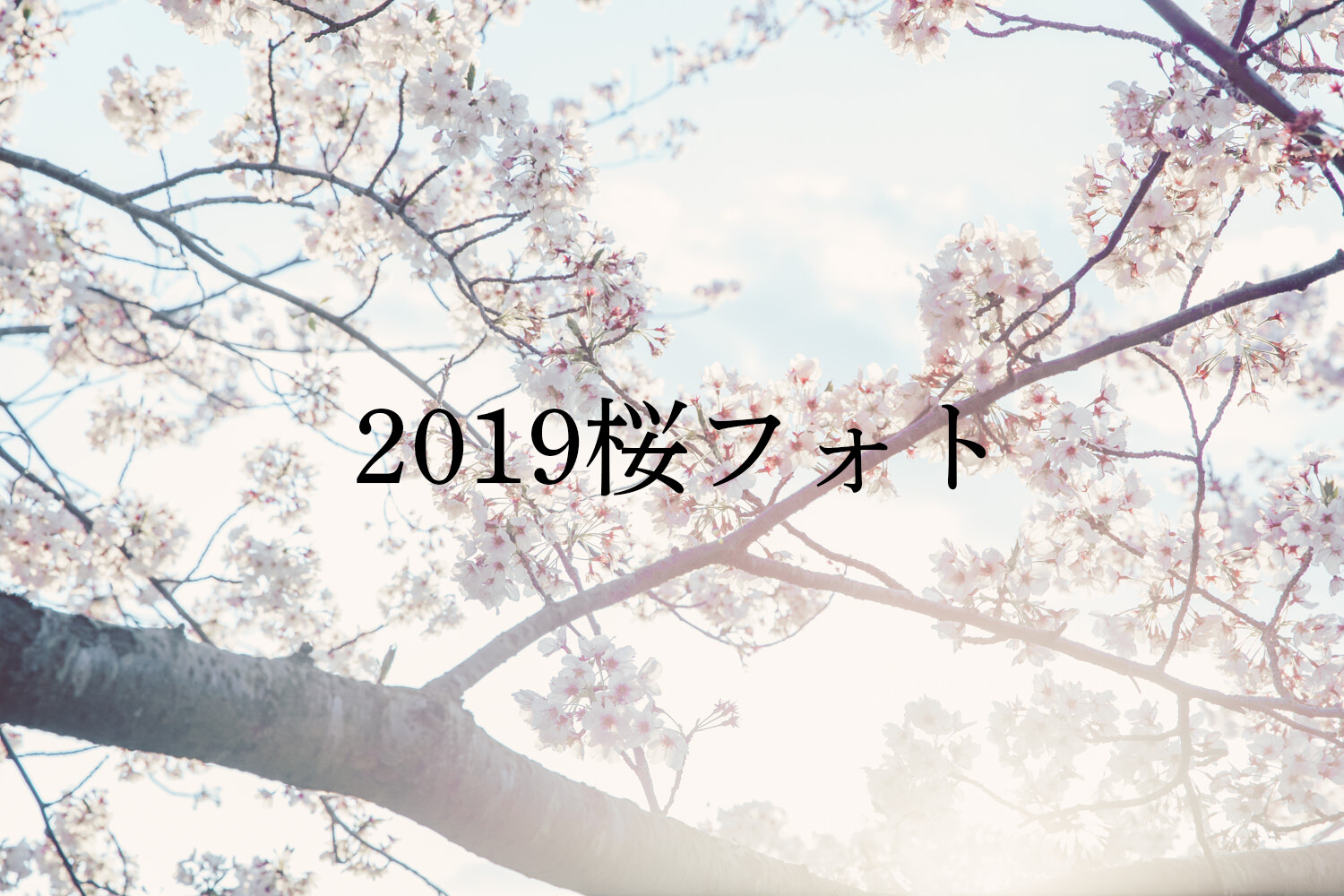 2019年、痛みと戦い何とか今年も桜を撮れました